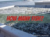 how many fish aquaponic aquaculture