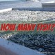 how many fish aquaponic aquaculture