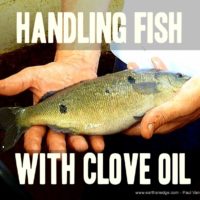 handling fish clove oil