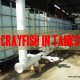 grow crayfish in tanks