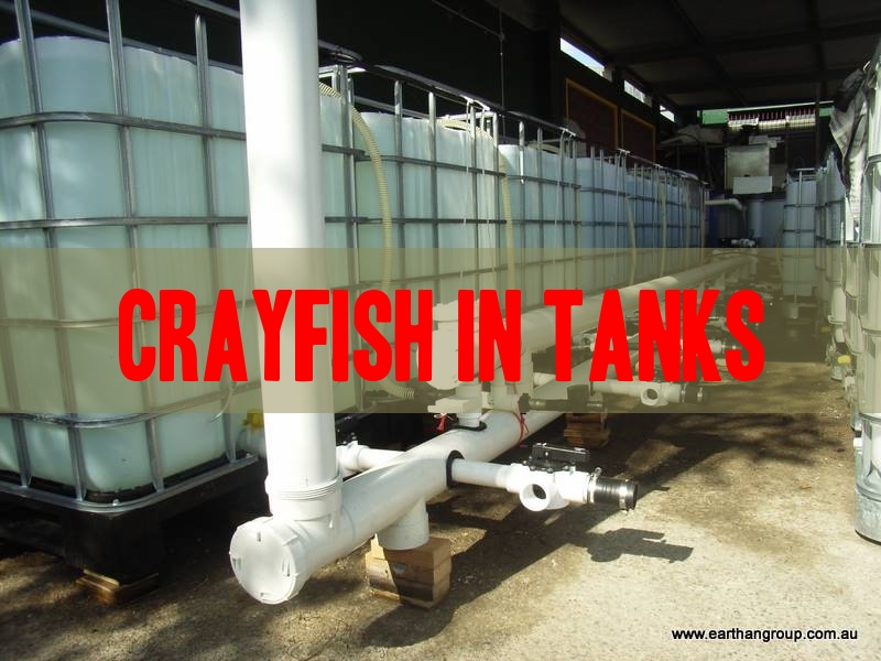 Life and Death of a 14 IBC Aquaculture System - The ...