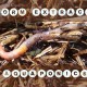 worms in aquaponics