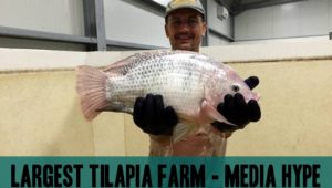 Largest Tilapia Farm in the world
