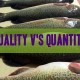 Quality of Your Fish Counts