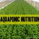 nutritional analysis of aquaponic produce